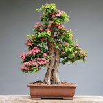 bonsai jak zacząć