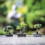 doniczki do bonsai